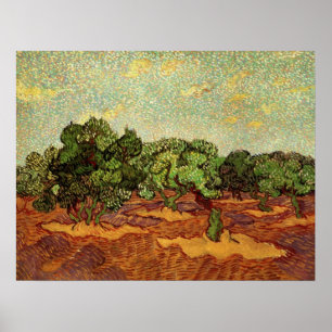 Póster Arboleda de olivos, cielo azul pálido de Vincent v
