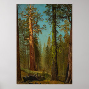Póster Arboleda Mariposa de Secuoya Gigante California