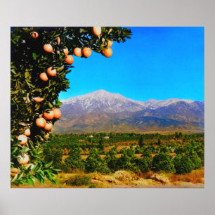 Póster Arboledas de Naranjos Monte Baldy Nevado Principio