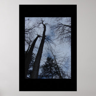Póster árboles