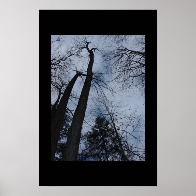 Póster árboles (Frente)