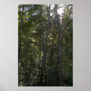 Póster Árboles a lo largo del sendero Holy Jim - Condado