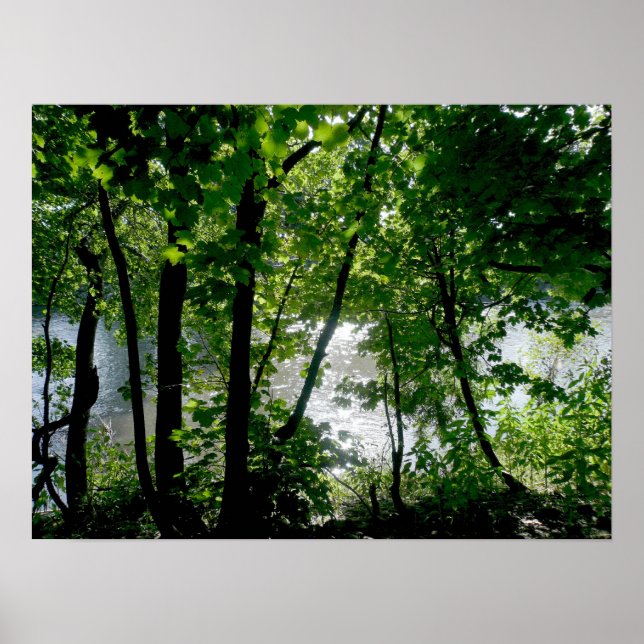 Póster Árboles a orillas del río (Frente)