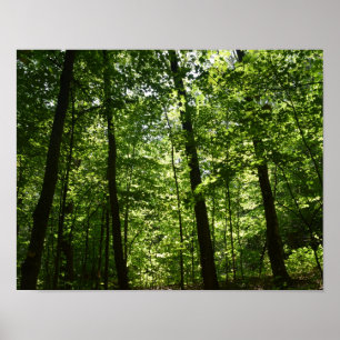 Póster Árboles altos en naturaleza