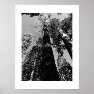 Póster Árboles altos en Poster yosemita - blanco y negro