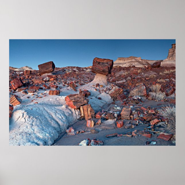 Póster Árboles antiguos del bosque petrificado (Frente)