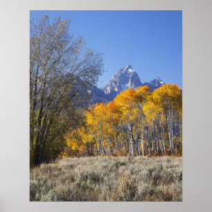 Póster Árboles ápicos con la cordillera del Teton