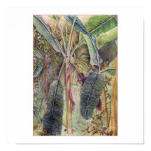 Árboles bananeros © 2010