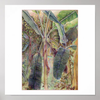Póster Árboles bananeros © 2010