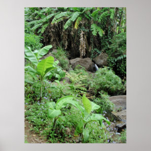 Póster Árboles bananeros silvestres
