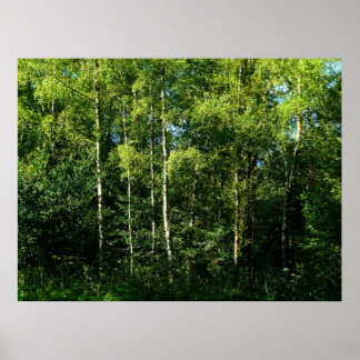 Póster Árboles Birch de Plata