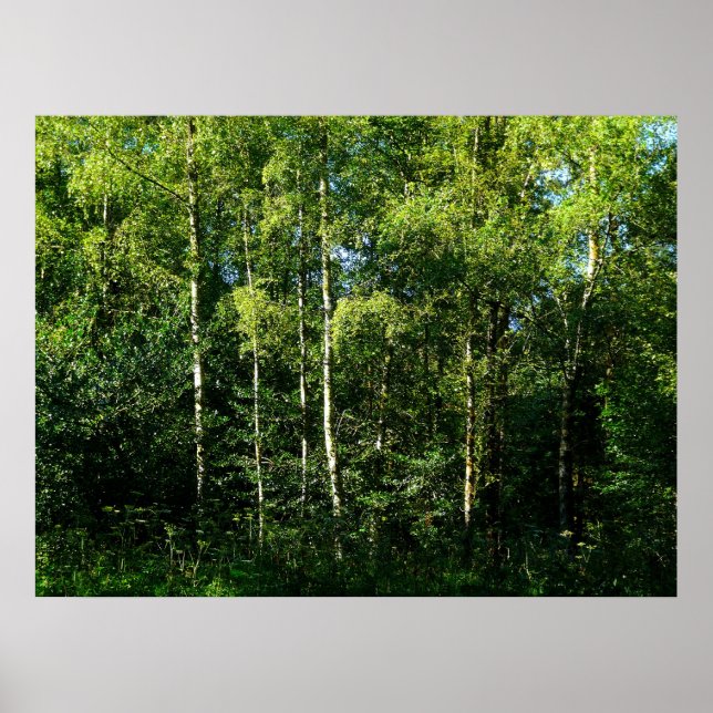 Póster Árboles Birch de Plata (Frente)