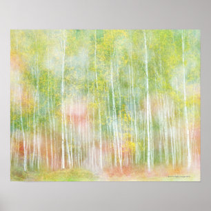 Póster Árboles Birch de Plata