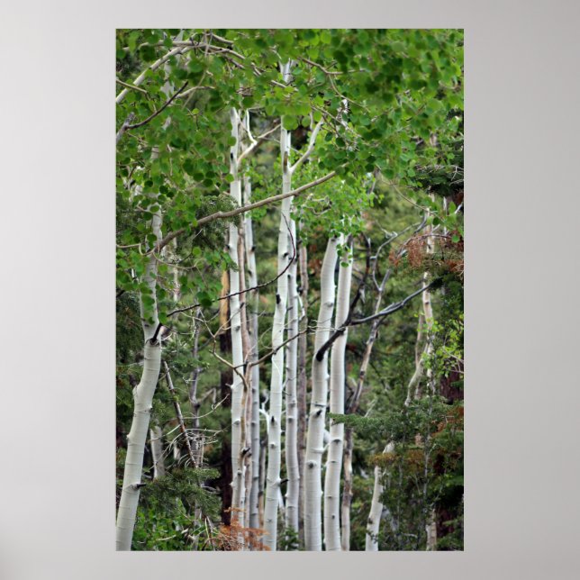 Póster Árboles Birch Monte Charleston Nevada (Frente)