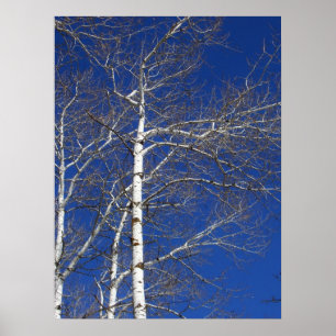 Póster Árboles bircos en azul