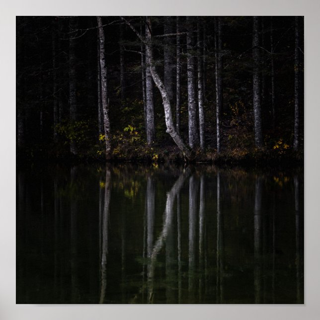 Póster Árboles blancos reflejando en el lago (Frente)