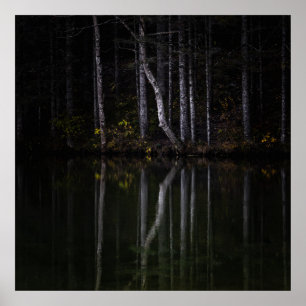 Póster Árboles blancos reflejando en el lago