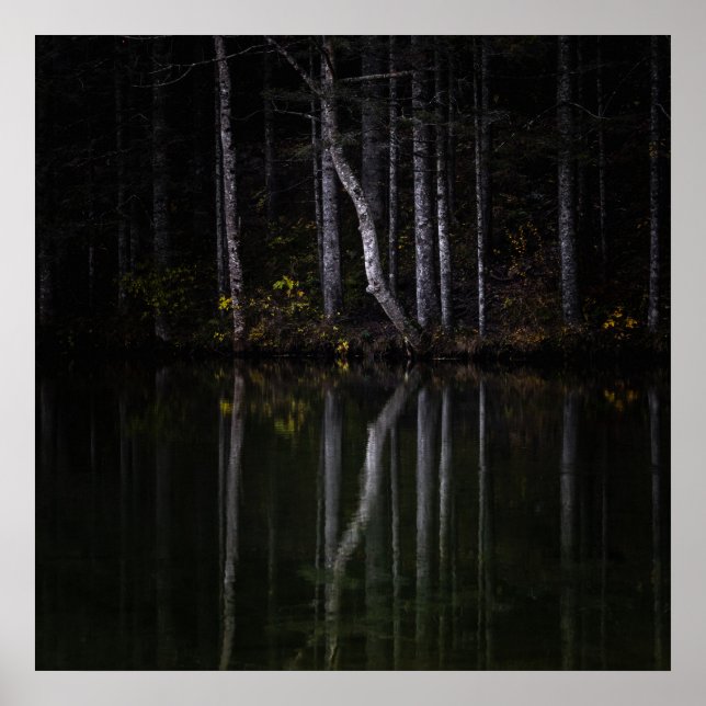 Póster Árboles blancos reflejando en el lago (Frente)