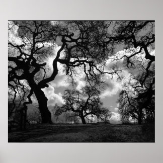 Póster Arboles blancos y negros embrujados