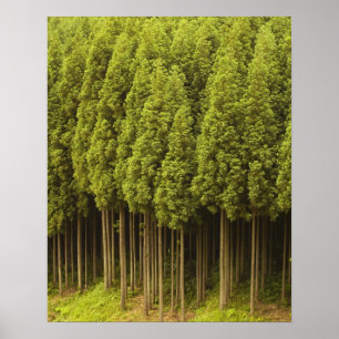 Póster Árboles Cedares Koya Sugi