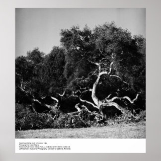 Póster Árboles cerca de Santa Cruz, 1962, por Ansel Adams