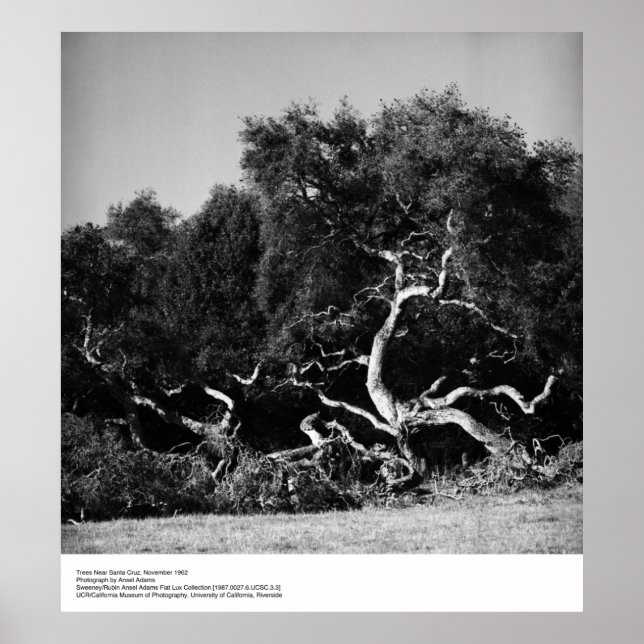 Póster Árboles cerca de Santa Cruz, 1962, por Ansel Adams (Frente)