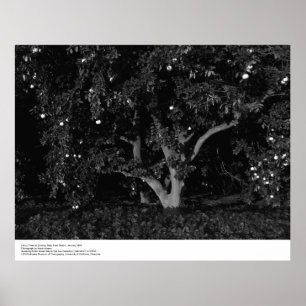 Póster Árboles cítricos al amanecer, enero de 1966, Ansel