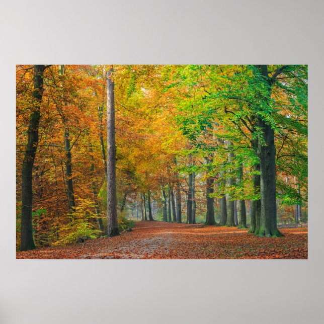 Póster Árboles con follaje de otoño en un bosque (Frente)