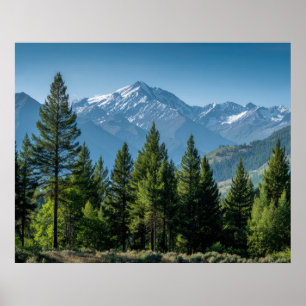 Póster Árboles Coníferos con Fondo de Montaña
