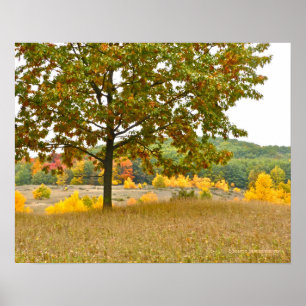 PÓSTER ÁRBOLES CONVERTIDOS EN ORO EN EL CAMPO DE MICHIGAN