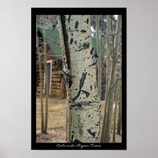 Póster Árboles cópicos de Colorado