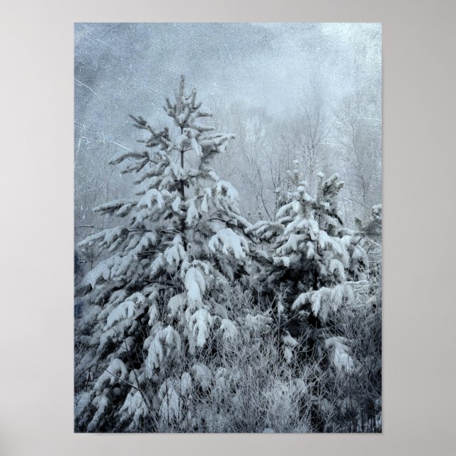 Póster Árboles cubiertos de nieve de bosque vitícola de i (Frente)