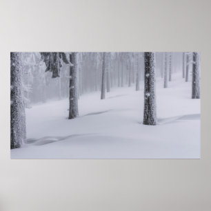 PÓSTER ÁRBOLES CUBIERTOS DE NIEVE DURANTE EL DÍA