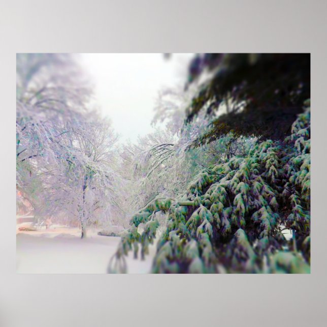 Póster Árboles cubiertos de nieve, pino en la calle KC (Frente)