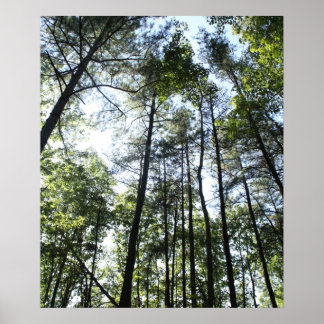 Póster Árboles de agua ancha al sol