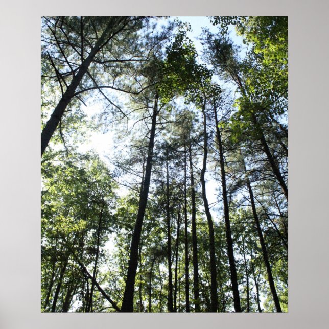 Póster Árboles de agua ancha al sol (Frente)