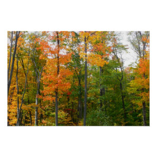 Póster Árboles de Arce de Otoño Fotografía de la Naturale