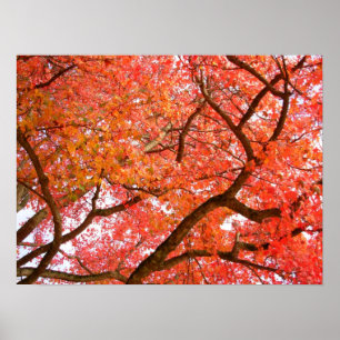 Póster Árboles de arce de otoño Poster de paisajes de imp