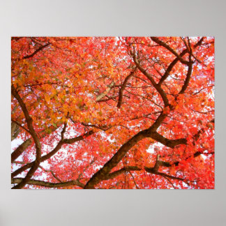 Póster Árboles de arce de otoño Poster de paisajes de imp