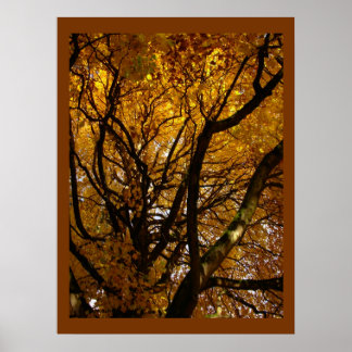 Póster Árboles de arce de otoño Poster de paisajes de imp