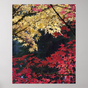 Póster Árboles de arce en color otoño