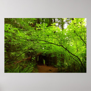 Póster Árboles de Arce en el Bosque de Secuoyas
