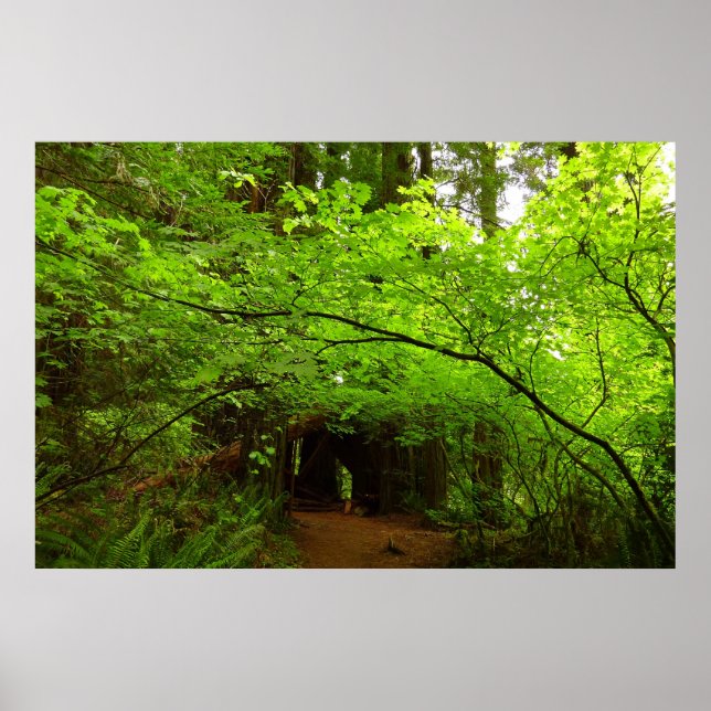 Póster Árboles de Arce en el Bosque de Secuoyas (Frente)