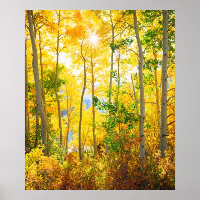 Póster Árboles De Aspen En Caída | Sierra Nevada, CA (Frente)