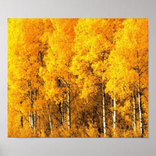 Póster Árboles de Aspen en Colorado