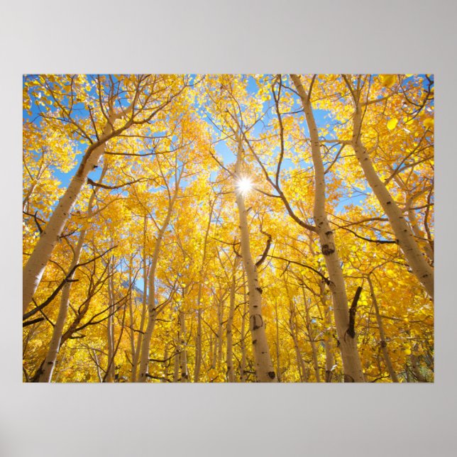 Póster Árboles de Aspen | Sierra Nevada, CA (Frente)