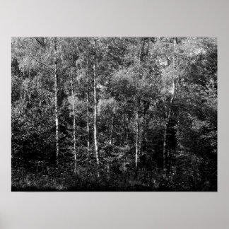 Póster Árboles de aves plateadas - B&W