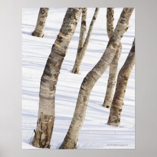 Póster Árboles de Birch plateado en paisaje nevado