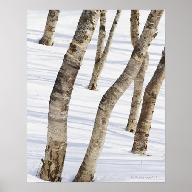Póster Árboles de Birch plateado en paisaje nevado (Frente)