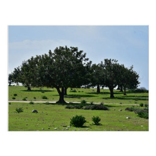 Póster Árboles de carbono en la península de Akamas, Chip